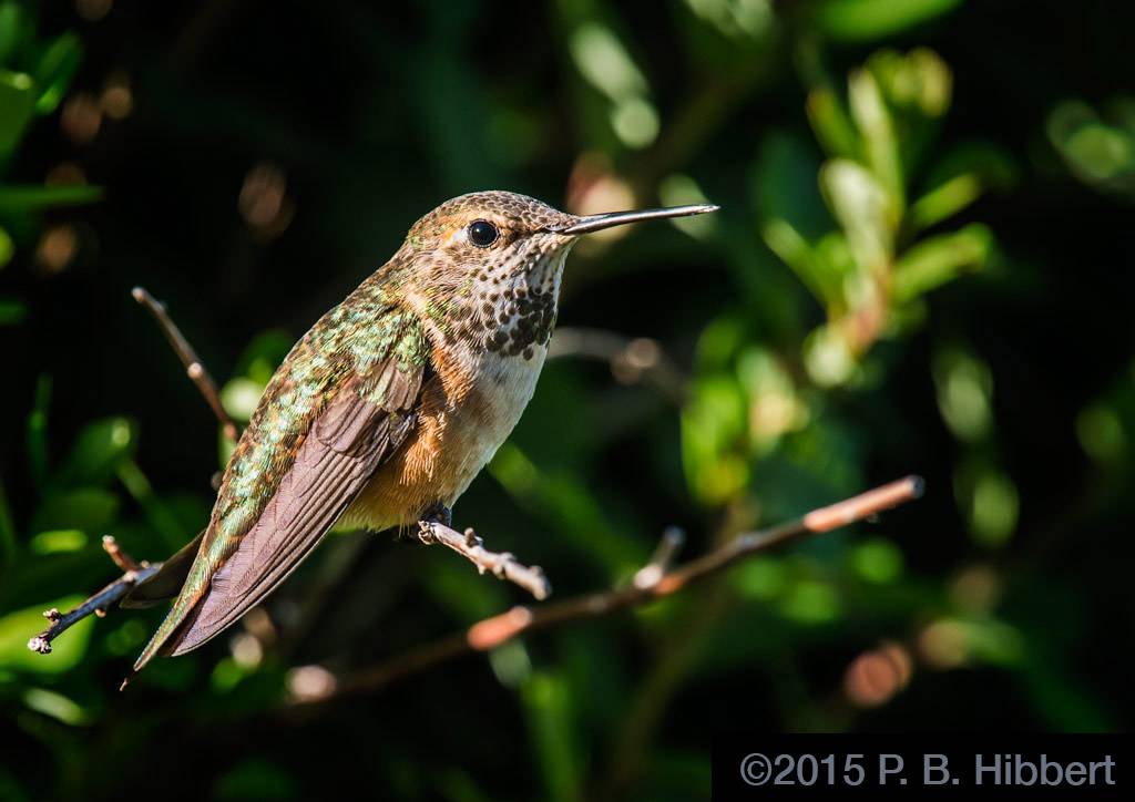 Desktop_2017_01%20copy