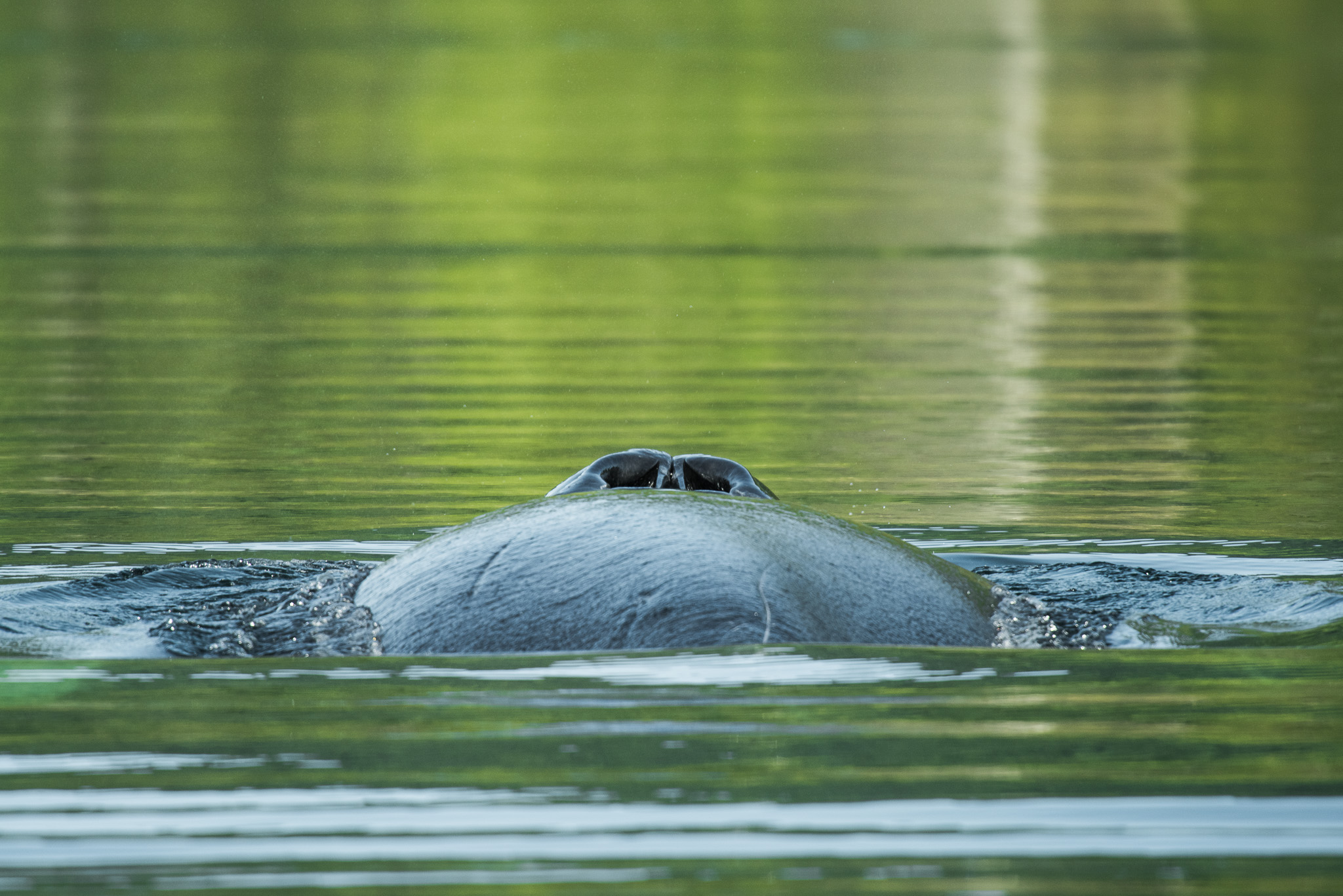 Humpback%20Close up_8103362